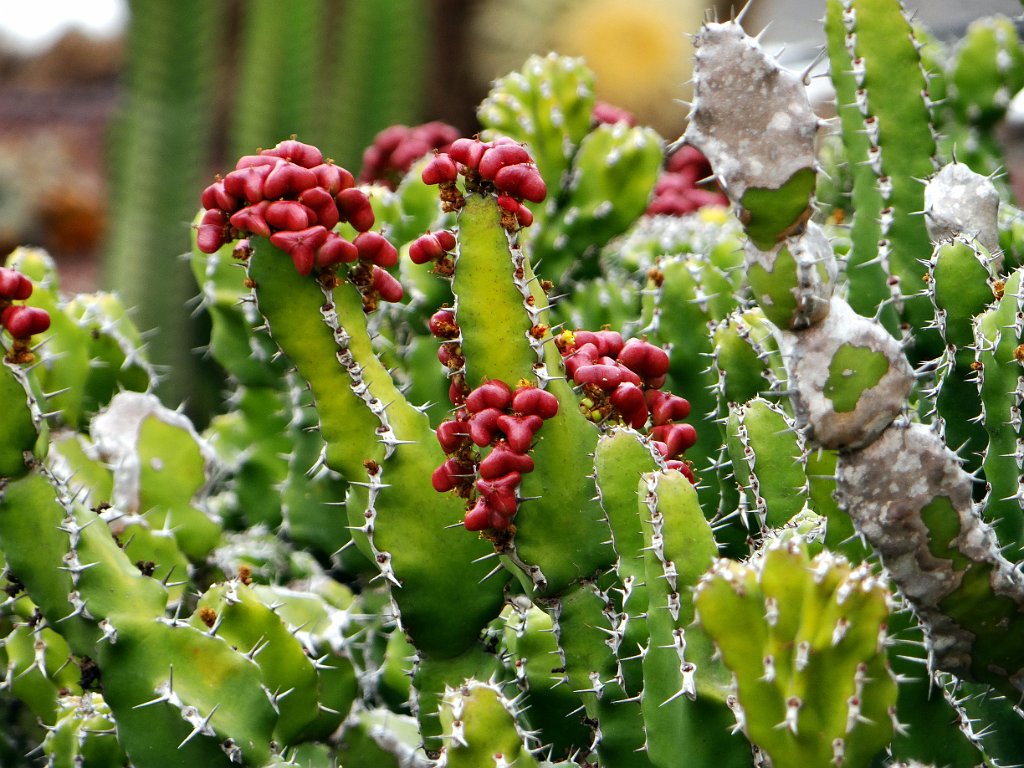 10 Antigua - Giardino botanico.JPG